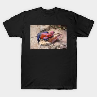 East African Rainbow Agama Lizards Mating T-Shirt